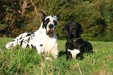 DOGUE ALLEMAND 884